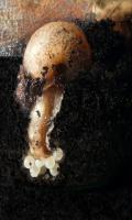 Откладка яиц кустарниковой улиткой (Fruticicola fruticum)